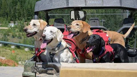 avy dogs in the summer in the back of a side by side