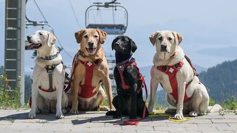 schweitzer avalanche dogs in the summer