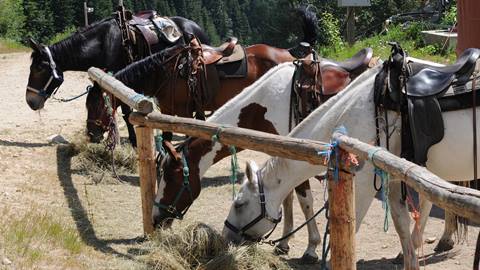 horses with saddles on