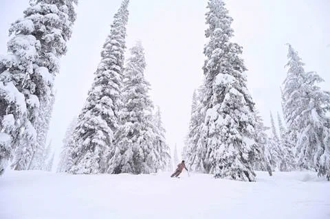 skier in trees